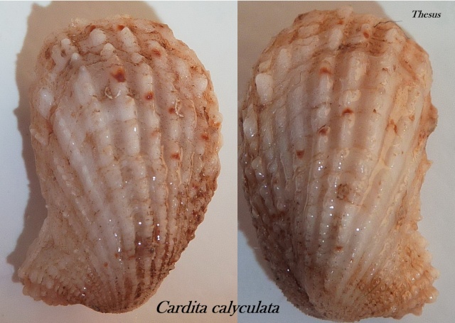 Cardita calyculata (Linnaeus, 1758) Zcardi10