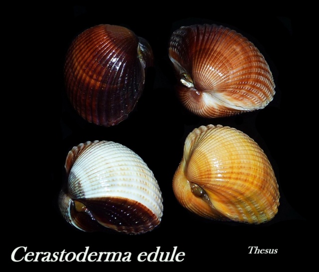 Cardiidae Lymnocardiinae Cerastoderma edule - (Linnaeus, 1758)  Zceras10