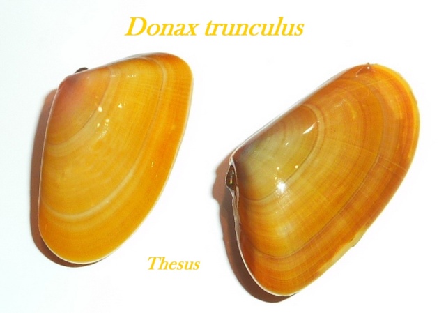 Donax trunculus (Linnaeus, 1758) Zdonax10