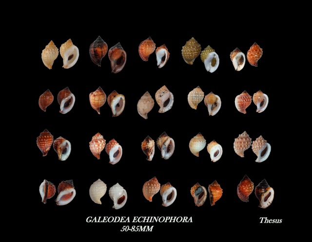 Galeodea echinophora - (Linnaeus, 1758) Zgale411
