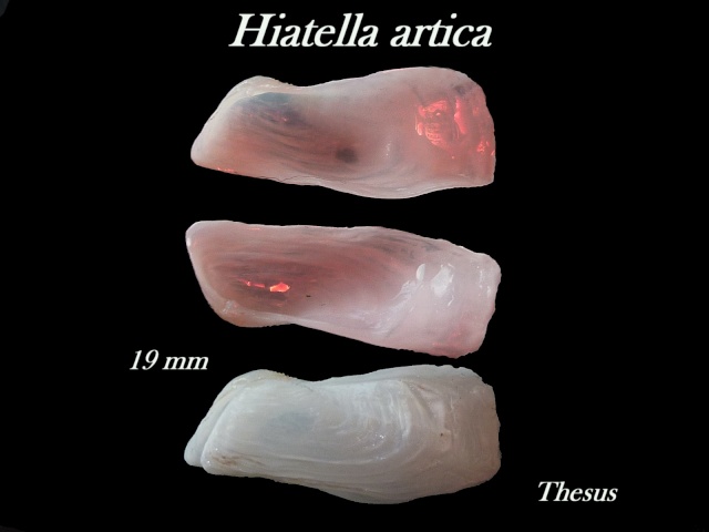 Hiatellidae : Hiatella arctica - (Linnaeus, 1767)  Zhiate12