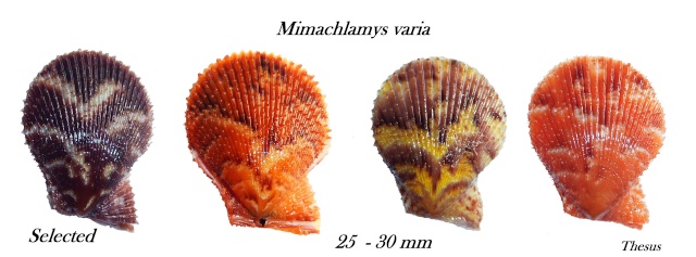 Mimachlamys varia (Linnaeus, 1758) - Page 2 Zpec610