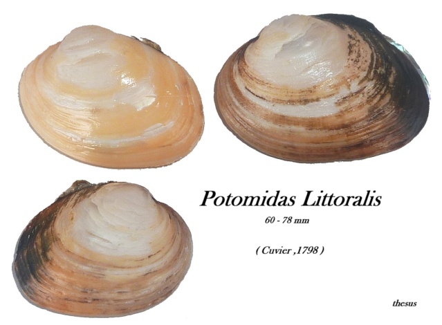 Potomida littoralis - (Cuvier, 1798) Zpotim10
