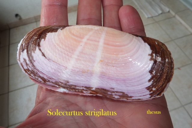 Solecurtidae : Solecurtus strigilatus - (Linnaeus, 1758) Zzsole10