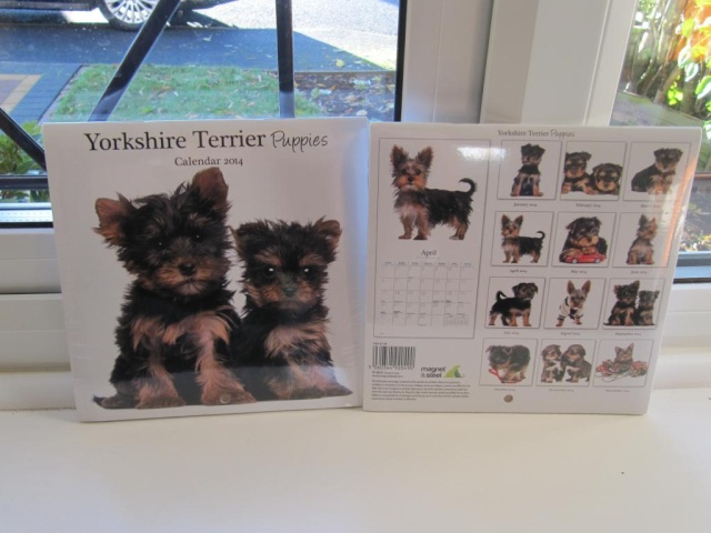 32.  Yorkie Puppies Calendar - Number One Zzzzzz12