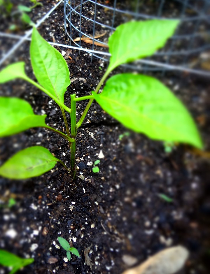 To Grow or Not to Grow(Peppers), that is the question - Page 3 May_pe10