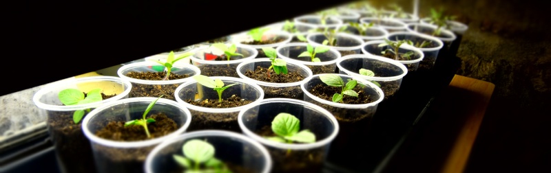 Seed Starting Mix vs. Jiffy Peat Pellets (experiment) Tomati10