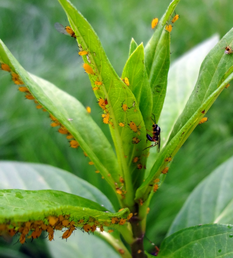 Aphids Wasp10