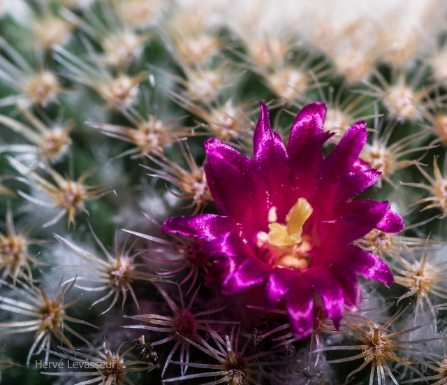 Mammillaria supertexta 15042012