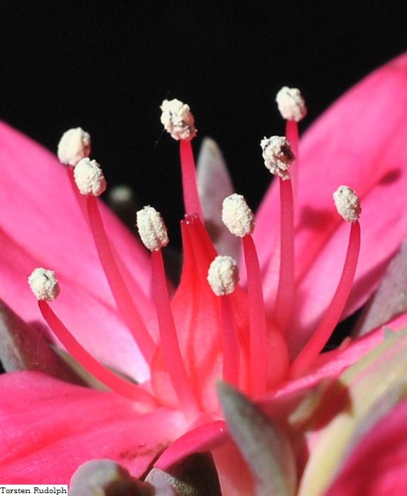 Graptopetalum bellum Tacitu17