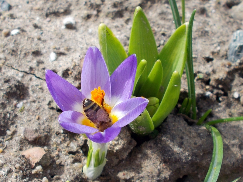 Erste Frühlingsboten im Garten und in Wald und Flur - Seite 47 Biene_10