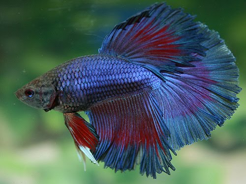 Choix de femelle pour mon crowntail Betta210