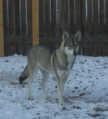 Tamaskan Dog Vs Stalleank Dog