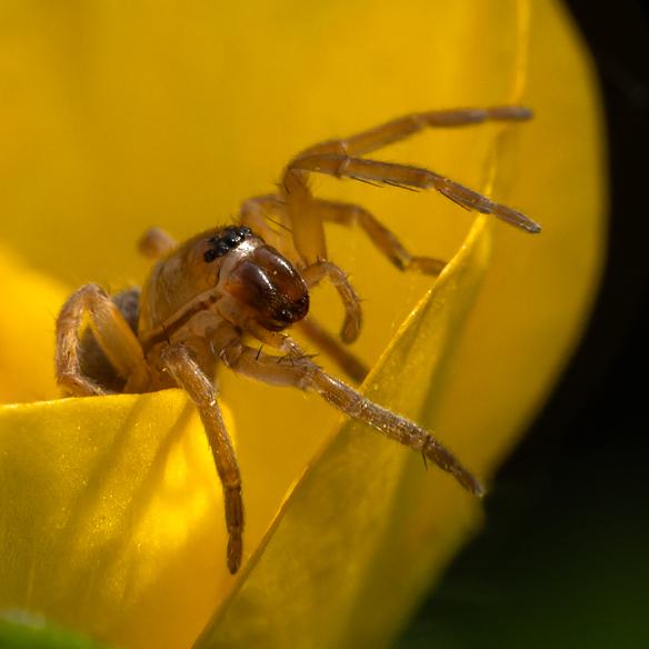 [Clubiona sp.] Quelle est cette araignée ?  _dsc4610