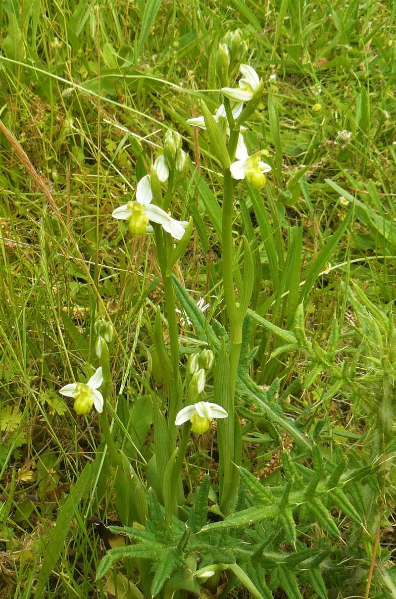 Orchidées Ophrys11