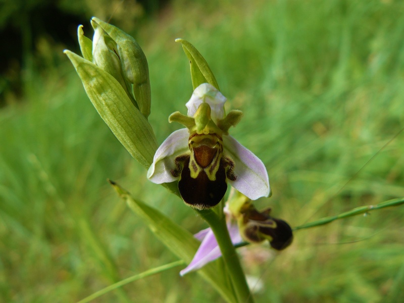 Orchidées Ophrys15