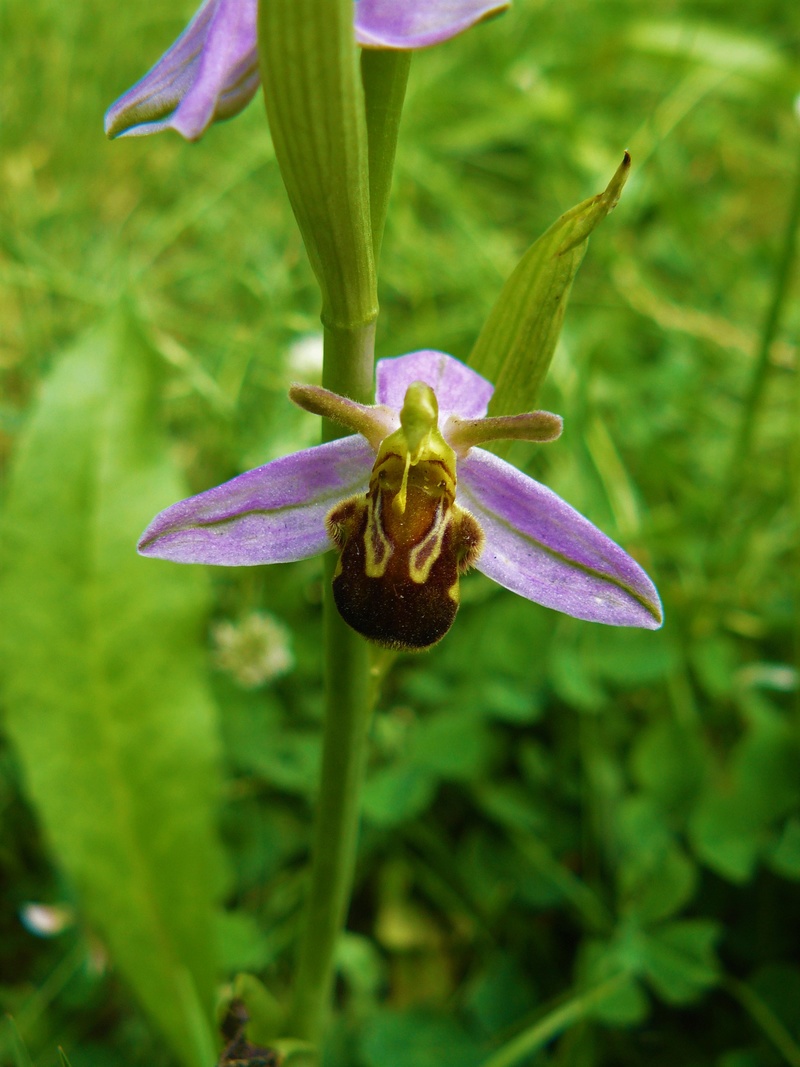 Orchidées Ophrys18