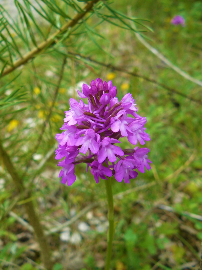 Orchidées P1160021