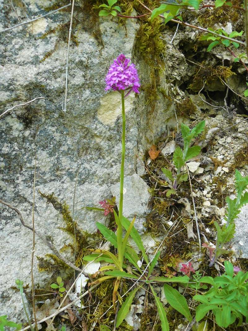 Orchidées P1160024