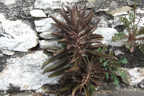 Bryophyllum x houghtonii (= Kalanchoe x houghtonii) Dscf0815