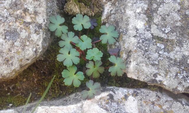 Geranium lucidum - géranium luisant Rps20220