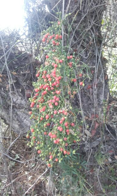 Ephedra altissima - éphèdre élevé Rps20325