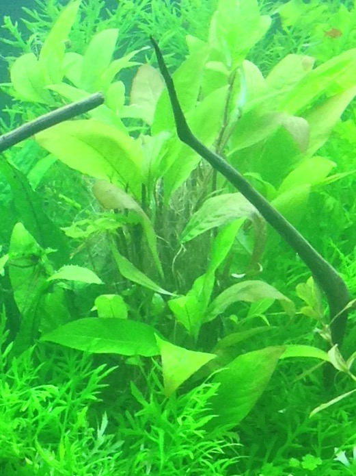 Perte de feuille sur hygrophila Img_2030