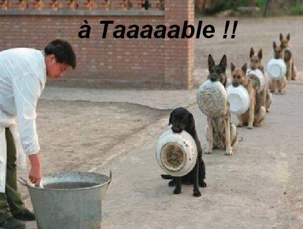 images humour  - Page 18 Chien-10