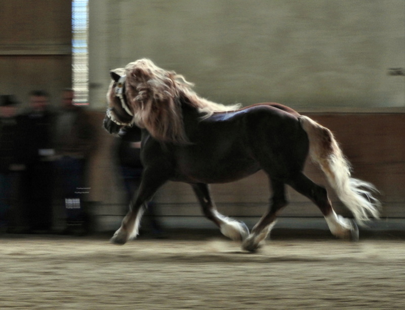 Hengstschau Kaltblut und Haflinger in St. Coloman _036010