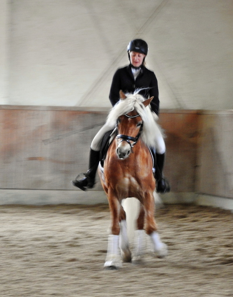 Hengstschau Kaltblut und Haflinger in St. Coloman _038810