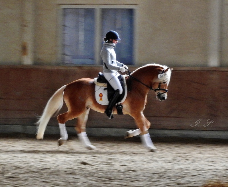 Hengstschau Kaltblut und Haflinger in St. Coloman _078710