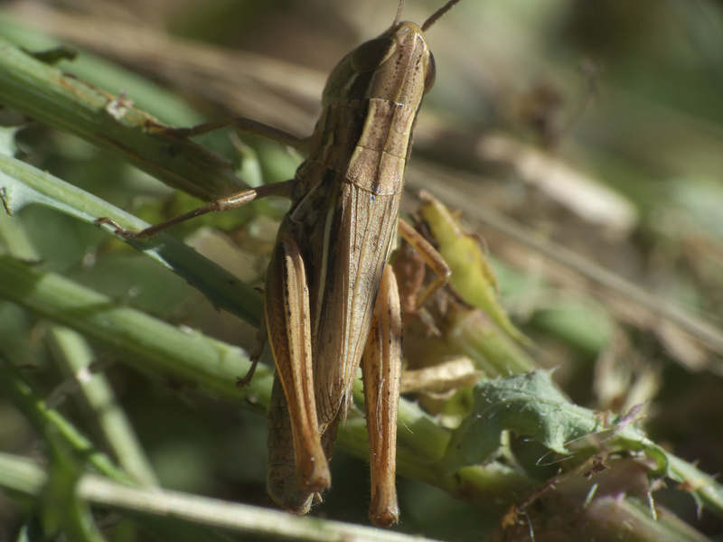 [Euchorthippus declivus] Chorthippus ou Euchorthippus ? C310