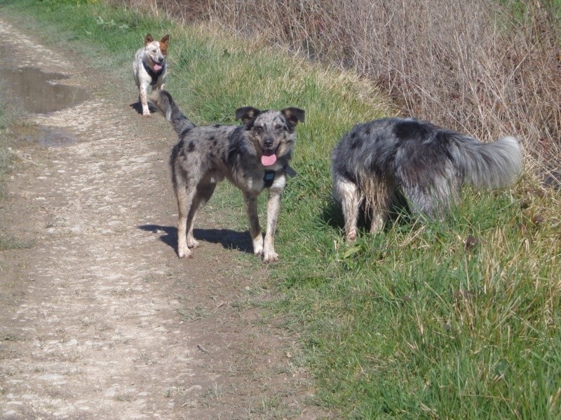 JOEY type border collie mâle 17 mois - Page 2 Dsc02118