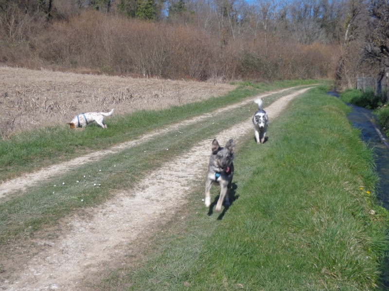 JOEY type border collie mâle 17 mois - Page 2 Dsc02119