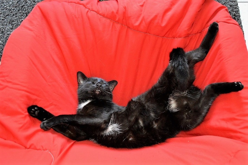 LOUPIOT, chaton mâle noir, né vers le 15.11.15 Dsc_0027