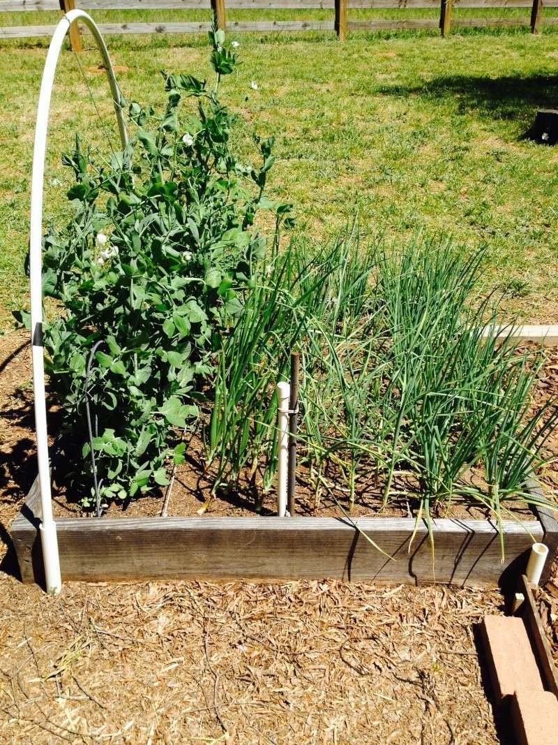 2014 SFG in Brooks, GA - Page 2 Garlic10
