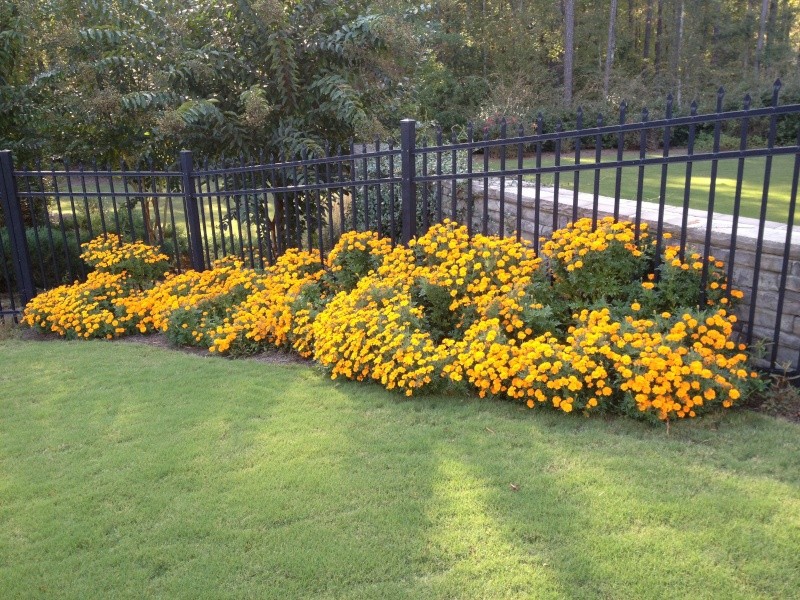 Tomatoes and marigolds Marigo11