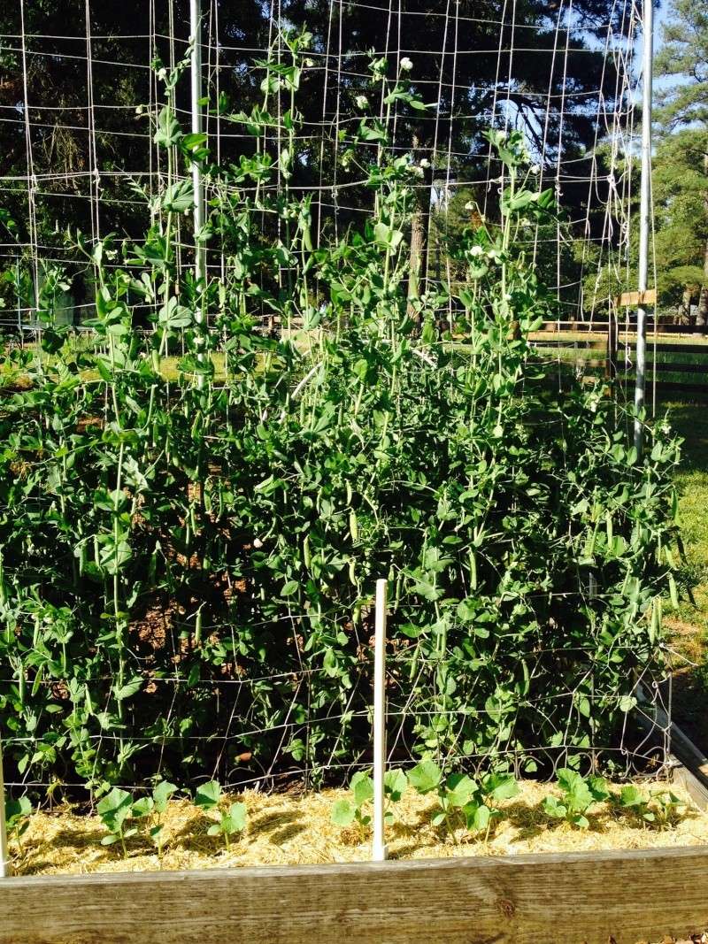 Pitiful Pea Production Sweet_19