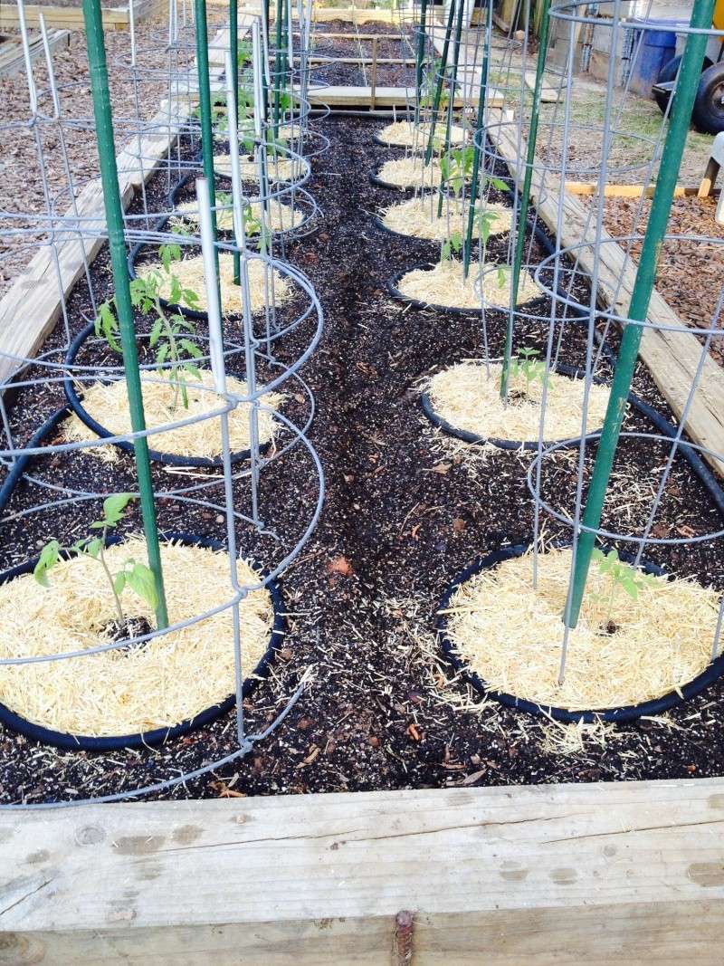 2014 SFG in Brooks, GA - Page 2 Tomato11
