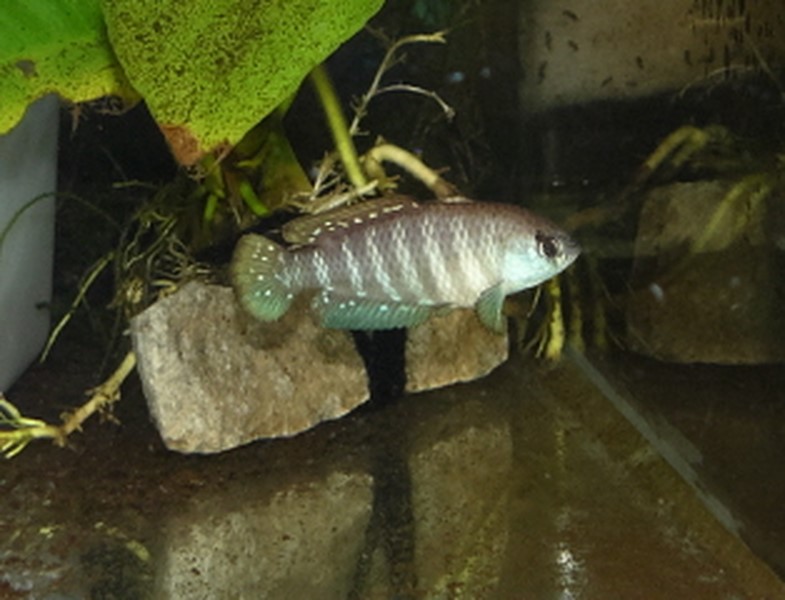 Hypsolebias fasciatus de Geopanchax Austro10