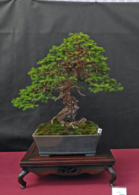 Oltre Il Verde - Bonsai Competition 6 Abete-11