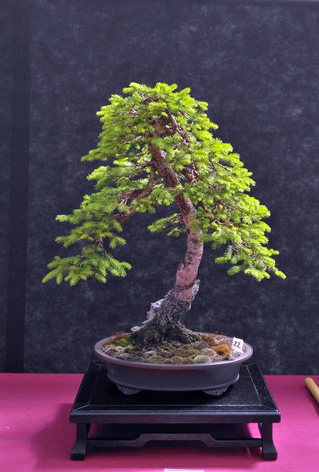 Oltre Il Verde - Bonsai Competition 6 Abete10