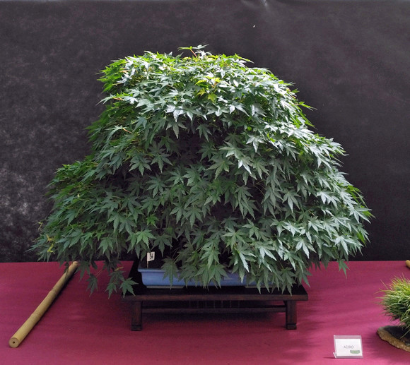 Oltre Il Verde - Bonsai Competition 6 Acero10