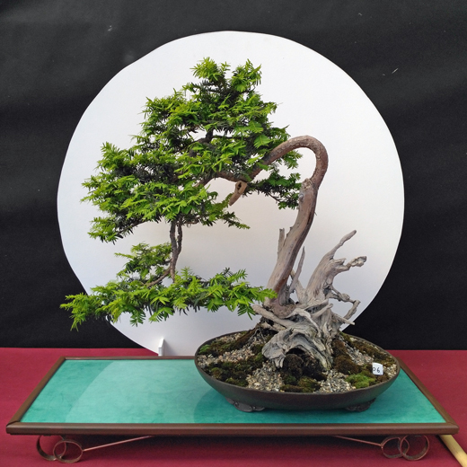 Oltre Il Verde - Bonsai Competition 6 Compos23