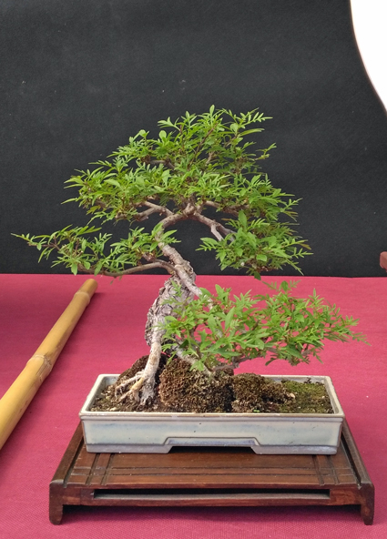 Oltre Il Verde - Bonsai Competition 6 Compos24