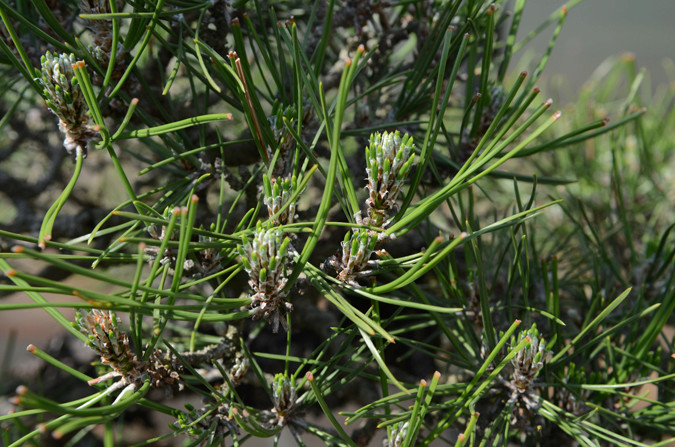 Pino Nero Giapponese - Pinus Thumbergii Dsc_3110