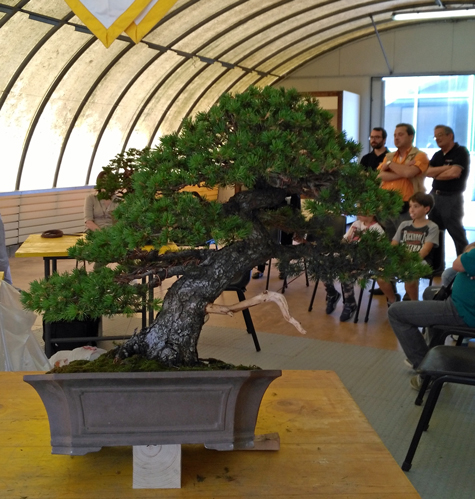 Oltre Il Verde - Bonsai Competition 6 Fine-l12