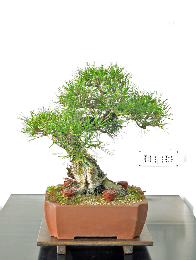Pino Nero Giapponese - Pinus Thumbergii Fronte31