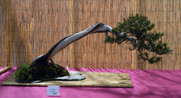 Oltre Il Verde - Bonsai Competition 6 Ginepr12