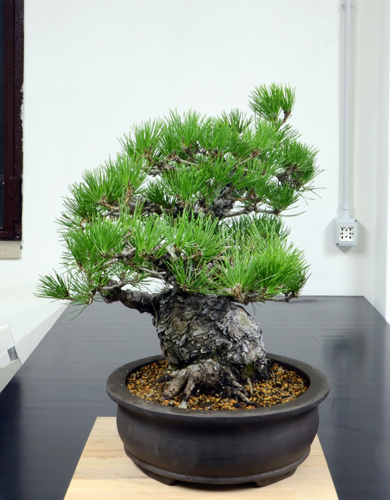 Pino Nero Giapponese 2 - Pinus Thumbergii 2 Lato-s18